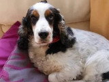 Chienne Cocker Spaniel Anglais tricolore de 9 ans à adopter