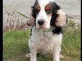 Chienne Cocker Spaniel Anglais tricolore de 9 ans à adopter