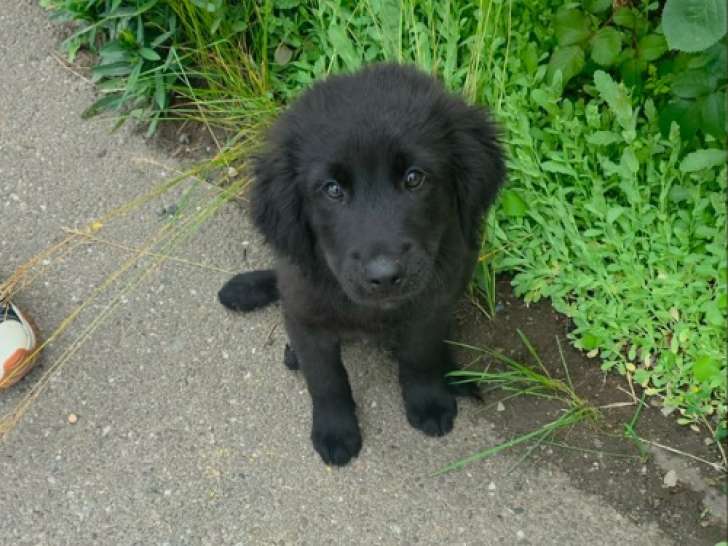 Flash, chiot à adopter en association