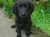 Flash, chiot à adopter en association