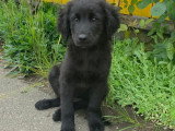 Flash, chiot à adopter en association