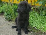 Flash, chiot à adopter en association