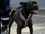 Chien Bouledogue Français bringé de 4 ans en attente d'un foyer