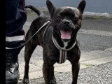 Chien Bouledogue Français bringé de 4 ans en attente d'un foyer