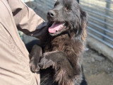 Jao, magnifique chien à adopter en association