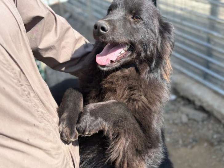 Jao, magnifique chien à adopter en association