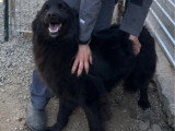 Jao, magnifique chien à adopter en association