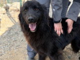 Jao, magnifique chien à adopter en association