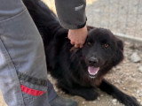 Jao, magnifique chien à adopter en association