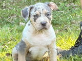 Chiots American Bully XL et XXL à vendre