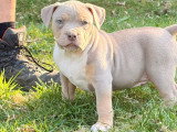 Chiots American Bully XL et XXL à vendre