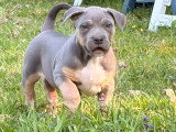 Chiots American Bully XL et XXL à vendre