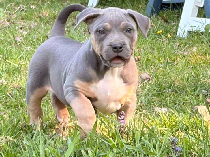 Chiots American Bully XL et XXL à vendre