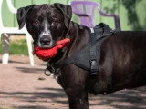 Chienne Labrador au pelage marron et blanc de 6 ans à adopter