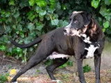 Chienne Labrador au pelage marron et blanc de 6 ans à adopter