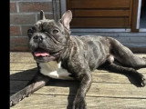 Chien Bouledogue Français bringé de 4 ans en quête d'un foyer avec jardin