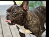 Chien Bouledogue Français bringé de 4 ans en quête d'un foyer avec jardin