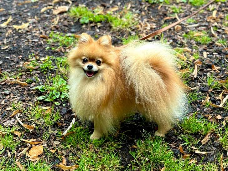 Chien mâle Loulou de Poméranie à vendre
