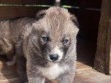 5 chiots Husky de Sibérie nés en mai 2026 LOF à réserver