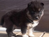 5 chiots Husky de Sibérie nés en mai 2026 LOF à réserver