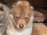 5 chiots Husky de Sibérie nés en mai 2026 LOF à réserver