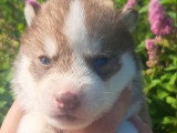 5 chiots Husky de Sibérie nés en mai 2026 LOF à réserver