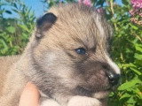 5 chiots Husky de Sibérie nés en mai 2026 LOF à réserver