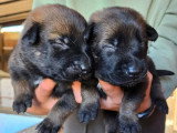 Vente de 8 chiots Berger Belge Malinois LOF d'avril 2026