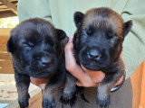 Vente de 8 chiots Berger Belge Malinois LOF d'avril 2026