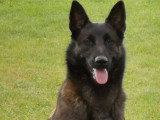 Vente de 8 chiots Berger Belge Malinois LOF d'avril 2026