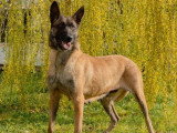 Vente de 8 chiots Berger Belge Malinois LOF d'avril 2026