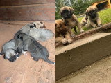 Chiots Berger d’Anatolie Kangal à réserver