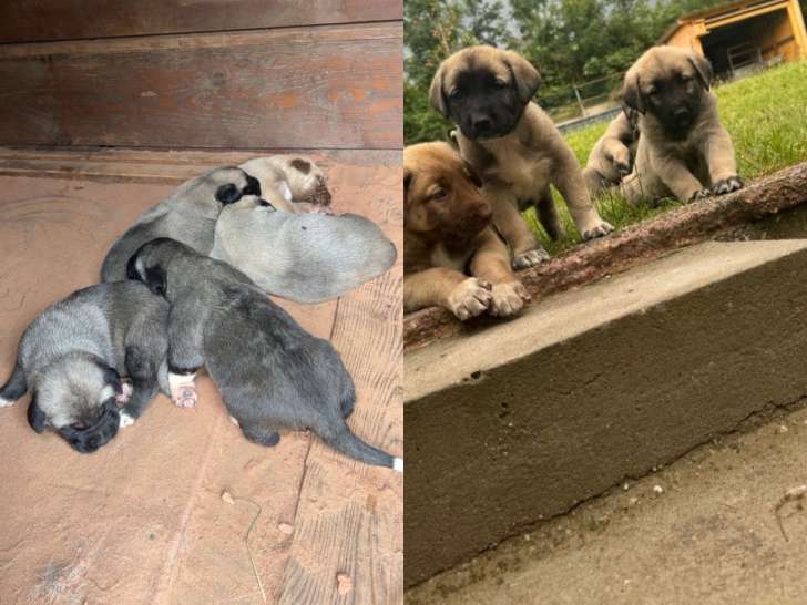 Chiots Berger d’Anatolie Kangal à réserver