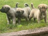 Chiots Berger d’Anatolie Kangal à réserver