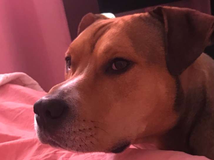 Chien adulte de type Pitbull mâle à donner