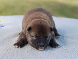 3 chiots femelles Shiba Inu non LOF à réserver de mai 2026