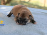 3 chiots femelles Shiba Inu non LOF à réserver de mai 2026