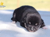 3 chiots femelles Shiba Inu non LOF à réserver de mai 2026