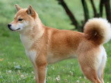 3 chiots femelles Shiba Inu non LOF à réserver de mai 2026