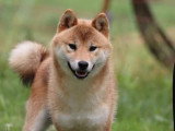 3 chiots femelles Shiba Inu non LOF à réserver de mai 2026