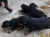 4 chiots Jagdterrier mâles à réserver nés mai 2026 non LOF