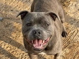 Chienne Staffordshire Bull Terrier LOF de 5 ans à vendre