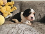 2 chiots femelles Cavalier King Charles tricolores LOF à réserver
