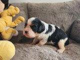 2 chiots femelles Cavalier King Charles tricolores LOF à réserver