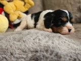 2 chiots femelles Cavalier King Charles tricolores LOF à réserver