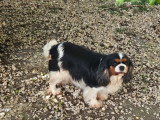 2 chiots femelles Cavalier King Charles tricolores LOF à réserver