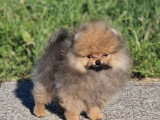 Chiot Spitz Pomeranien mâle LOF de février 2026 à vendre