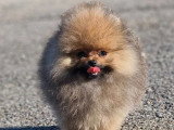 Chiot Spitz Pomeranien mâle LOF de février 2026 à vendre