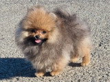Chiot Spitz Pomeranien mâle LOF de février 2026 à vendre