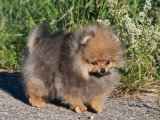 Chiot Spitz Pomeranien mâle LOF de février 2026 à vendre